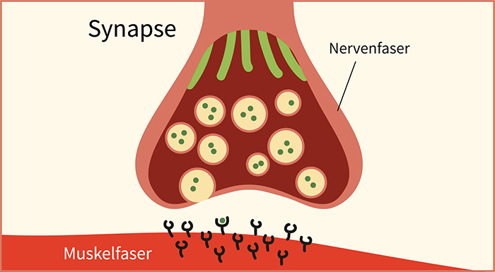 Beides im Bild also Muskel und Nerv bildet die Synapse, der Strich beiSynapse müsste also entfernt werden